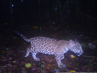 A jaguar cub caught on camera in Belize’s Cockscomb Basin Wildlife Sanctuary.: Photograph©Panthera